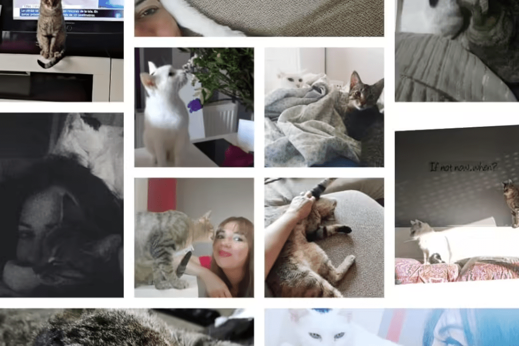 Montage of cat photos: What to do with your cat while on vacation