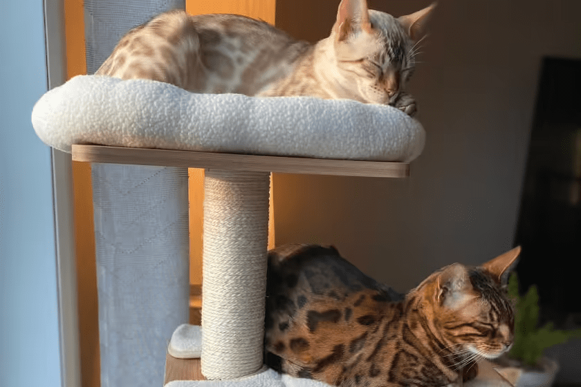 Two cats with a scratching post: What to do with your cat while on vacation