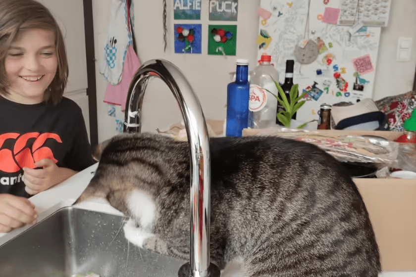 Cat drinking from tap with little girl: What to do with your cat while on vacation