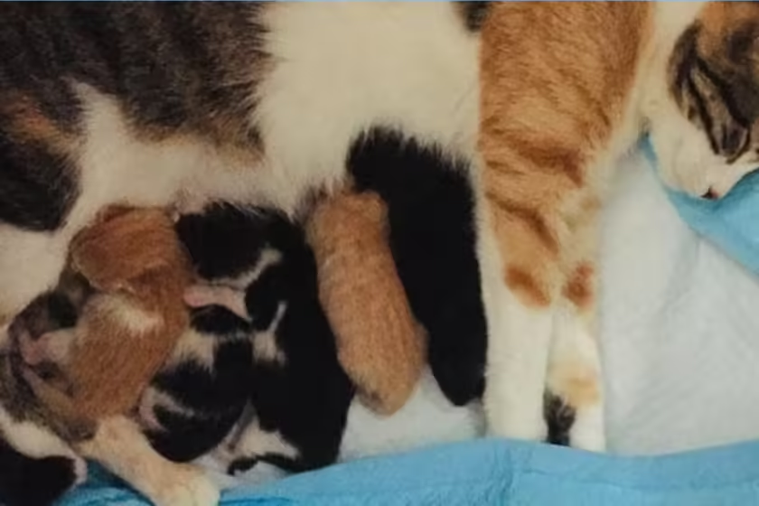 Mother cat with five kittens: What to do with your cat while on vacation